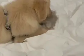 6月22日江苏苏州，狗狗刨床单把自己刨到了地上，好像有点不太聪明的样子 #狗狗 