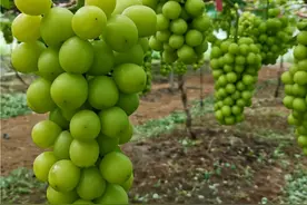 广西最大阳光玫瑰种植基地，7月10日，对外开放采摘，你还等啥视频封面