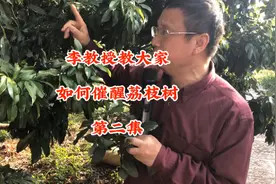 李教授教大家如何催醒荔枝树 第二集#荔枝#荔枝苗视频封面