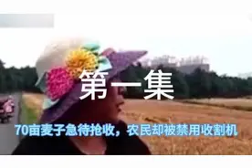 70亩小麦带急收，农民却被禁用收割机#听人间故事品百味人生视频封面