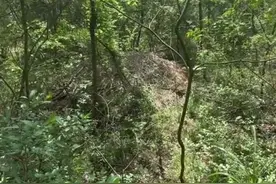 光听着就头皮发麻啊#看到这种柴堆拔腿就跑 #蛇 #娱乐评论大赏