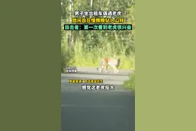 8月15日，#吉林珲春有市民开车偶遇老虎，老虎全程淡定，后来慢腾腾钻入山林。 #老虎 #男子坐出租车偶遇老虎 视频封面