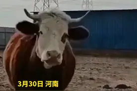 怀孕母牛被卖第二天，竟自己跑回家，主人回应：钱已退，不会卖。视频封面