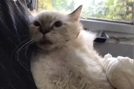 山猫布偶后续及救助人闫师傅的故事 #流浪猫 #布偶猫视频封面