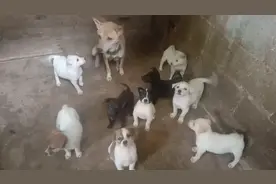 食用狗肉的禁忌1、2、3视频封面