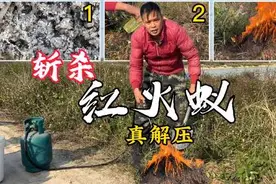 小伙斩杀红火蚁有一套，三种方案样样高效灭杀，简直太解压了