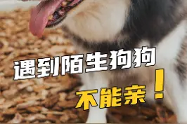  遇到可爱的陌生狗狗，千万别亲他！#宠物知识 #养宠进阶指南 #狗狗 