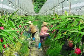 火龙果苗，栽种后12至14个月开始开花结果，盆栽地栽都适合