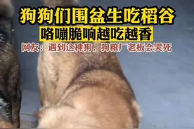 你家狗吃稻谷吗？#萌宠 #涨知识