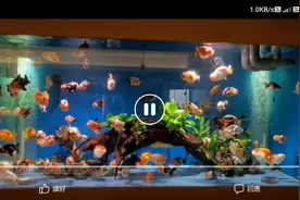 #金魚#兰寿#蝴蝶鲤#