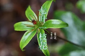 #大自然的馈赠 #植物科普 #三农 七叶一枝花，深山是我家视频封面
