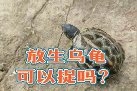 放生的乌龟可以捉回来养吗？野外捡草龟，一不小心就捉到保护动物视频封面