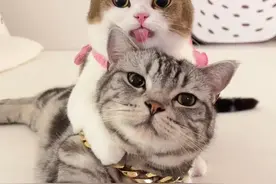 有个比你还爱放屁的女朋友是种什么体验？#情侣日常 #真实还原 #佩玛思特冻干猫粮 #佩玛思特小肉弹