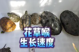 草龟一个月能长几厘米？花龟黄喉小青龟生长速度，南石一年长多大