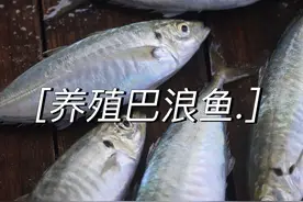 福建美食巴浪鱼，油脂丰富入口即化。养殖比野生更好吃。闽南人漂泊在外，每当想起巴浪鱼，就会泪流满面 #盐焗巴浪鱼 #东山岛海鲜