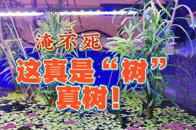 鱼缸里种树，是真的！什么树能在水里生长淹不死？试试植物大熊猫