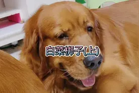 多吃白菜，身体好，少吃肥肉，不爱揍。视频封面