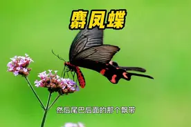 #好样说虫子 麝凤蝶，飞起来有大家闺秀气质的一种蝴蝶。视频封面