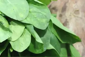 清蒸菠菜这样做绝了，软嫩清香不变色，营养丰富口感好，小技巧..