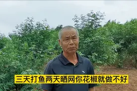 再次偶遇种花椒来M社保的王大爷，说的一番花的确实在视频封面