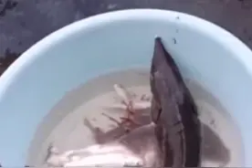 残忍！野生中华鲟遭捕杀后放冰箱视频封面