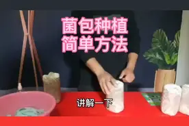 菌菇养殖方法，你会吗？不会来我教你
