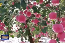 齐鲁泉源，天下果仓#烟台大苹果 #苹果推荐品牌视频封面