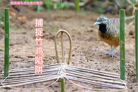 捕捉竹鸡陷阱，简单适用野外生存#野外生存#纪录片#陷阱