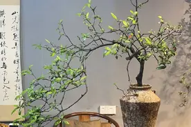 石斑木（春）下山桩养护技巧和养殖方法。希望本期视频帮忙到大家视频封面