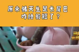 剪尾巴是为了猪好！#三农小知识 #科普 @抖音青少年视频封面