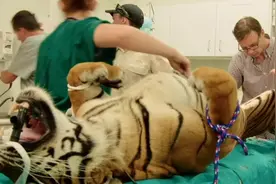 老虎难产做剖腹产手术视频封面