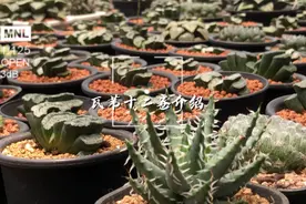 喜爱且种植了年多趣味绿植的小丰今天和大家分享最钟爱的瓦苇…