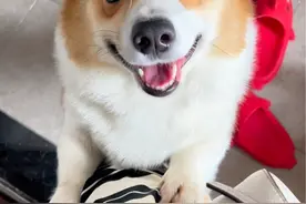 宝子们知道柯基为什么要断尾吗？#柯基#尾巴基茄哥 #有尾巴的柯基 #傻狗的日常 #柯基板鸭趴