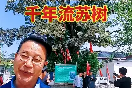 千年流苏树，藏在山村中！兰陵县孔庄村这棵树火了！  #山东生活日记 #家乡 #兰陵视频封面