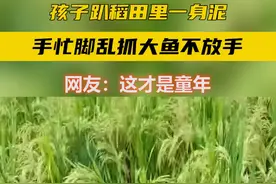 孩子趴田里一身泥，手忙脚乱抓大鱼不放手#田园生活 视频封面