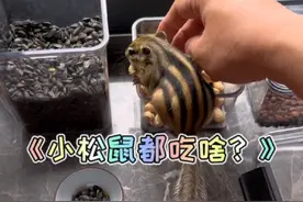 宠物小松鼠都吃啥？给大家介绍一下#松鼠#金花松鼠 #花栗鼠视频封面