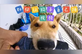 快去教你家狗子自己拍视频#中华田园犬的旅行