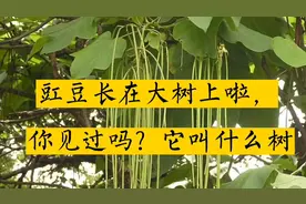 豇豆长在大树上啦，你见过吗？它叫什么树