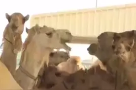 骆驼也要选美？阿联酋克隆骆驼生意火了！克隆一头单峰骆驼，最多花70万元视频封面