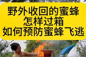 野外收回的蜜蜂怎样过箱如何预防蜜蜂飞逃#蜜蜂 #养蜂人 #蜜蜂养殖 #三农流量扶持计划 #养蜂技术分享 @DOU+小助手 @创作灵感小助手 @抖音创作者中心视频封面