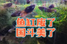 鱼缸废了，圆尾斗鱼美了，让圆尾国斗漂亮出状态的发色环境和方法视频封面