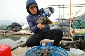 海蛎的成长需要一年的时间 才能收获 海蛎做成美食只需要几分钟