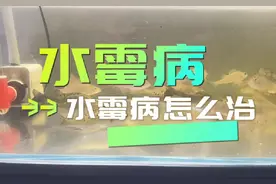 3招简单治疗水霉#观赏鱼 #养鱼日记 #水霉病 #水族视频封面