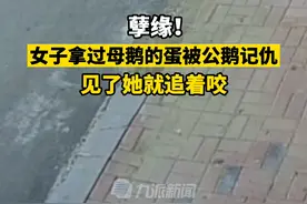 孽缘！8月29日，吉林公主岭，拿过母鹅的蛋被公鹅记仇，#公鹅见到拿过蛋的女主人就追着咬 视频封面