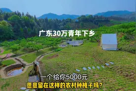 广东30万青年下乡，一个给你5000元，你愿意到这样的农村种桃子吗视频封面