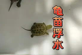 龟苗能吃能喝但一直浮在水面？龟苗状态好但浮水的原因和解决方法