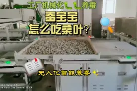 蚕宝宝怎么喂桑叶？还在人工喂养吗？NO！NO! NO!视频封面