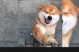 当狗狗见到久别重逢的主人，开心得像个孩子，它的全世界回来了！视频封面