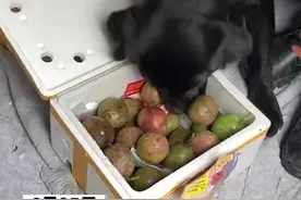 汪汪队再立大功！25日云南，警犬“砂糖”在物流车中找出藏有毒品的百香果，目前该案件还在进一步侦办中。视频封面