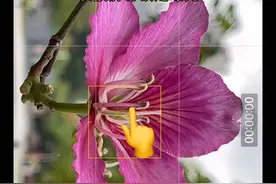 平平无奇的一朵花，用对焦距也可以拍出唯美效果#手机摄影 #拍花技巧 #春天的色彩 #iphone拍照小技巧 #随拍视频封面